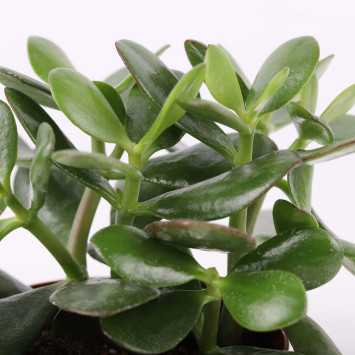 Crassula ovata minor (grubosz owalny, drzewko szczęścia) 20 cm