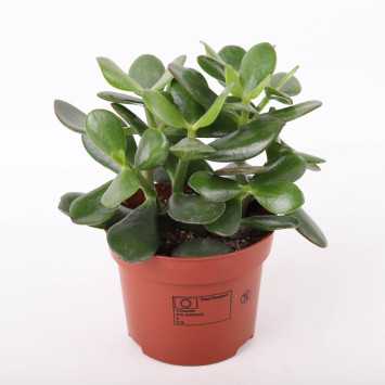 Crassula ovata minor (grubosz owalny, drzewko szczęścia) 20 cm