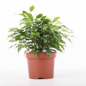 Ficus benjamina Green Kinky (Fikus, Figowiec)