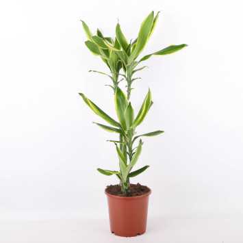 Dracaena fragrans Golden Queen (Dracena)