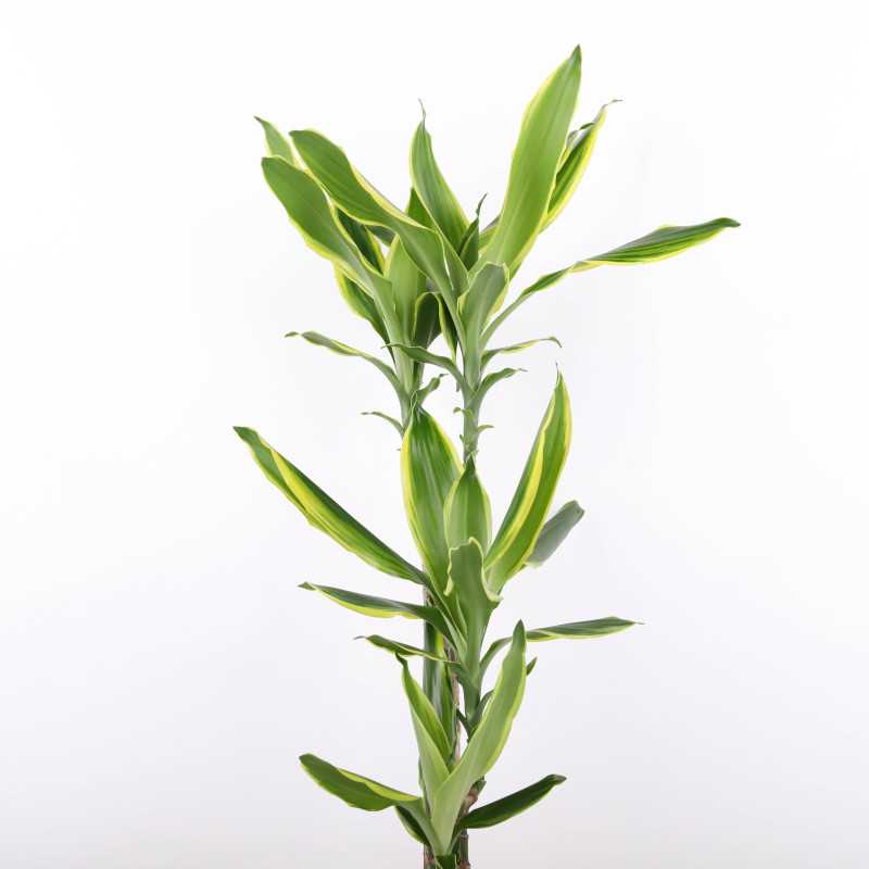 Dracaena fragrans Golden Queen (Dracena) Dracaena fragrans Golden Queen (Dracena)
