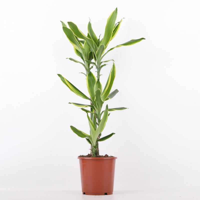 Dracaena fragrans Golden Queen (Dracena) Dracaena fragrans Golden Queen (Dracena)