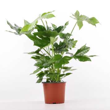 Fatsia Japonica (Fatsja Japońska) 66 cm