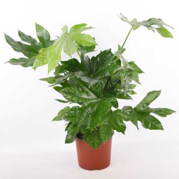 Fatsia Japonica (Fatsja Japońska) 66 cm