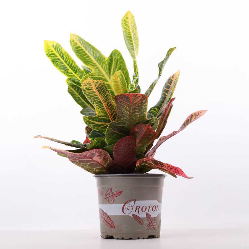 Codiaeum variegatum Petra (Kroton)