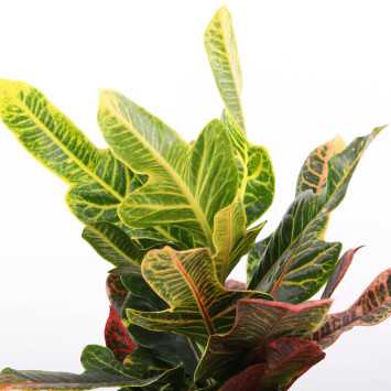 Codiaeum variegatum Petra (Kroton)