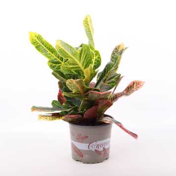 Codiaeum variegatum Petra (Kroton)