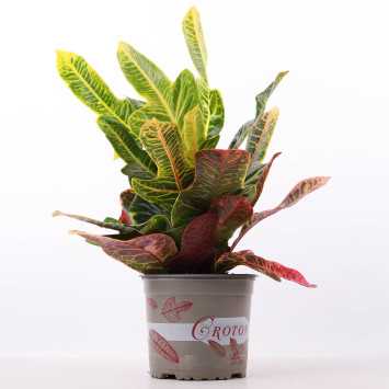 Codiaeum variegatum Petra (Kroton)