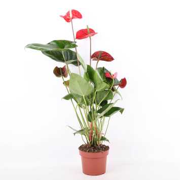 Anturium Andrego (Anthurium andraeanum) - 17 cm