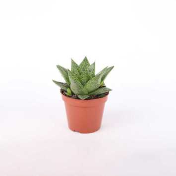 -Haworthia (Haworsja)