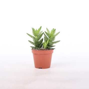 -Haworthia (Haworsja)