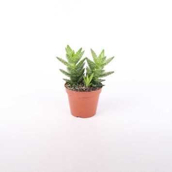 -Haworthia (Haworsja)