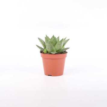 -Haworthia (Haworsja)