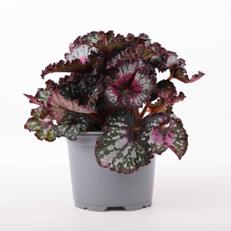 Begonia rex (Begonia Królewska)