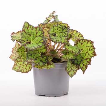 Begonia rex (Begonia Królewska)