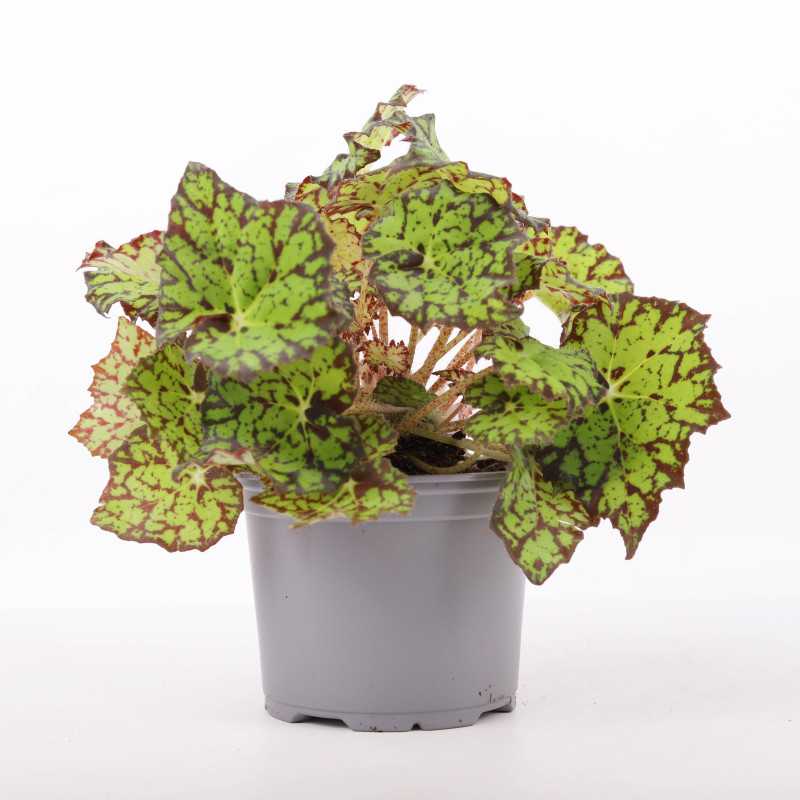 Begonia rex (Begonia Królewska)