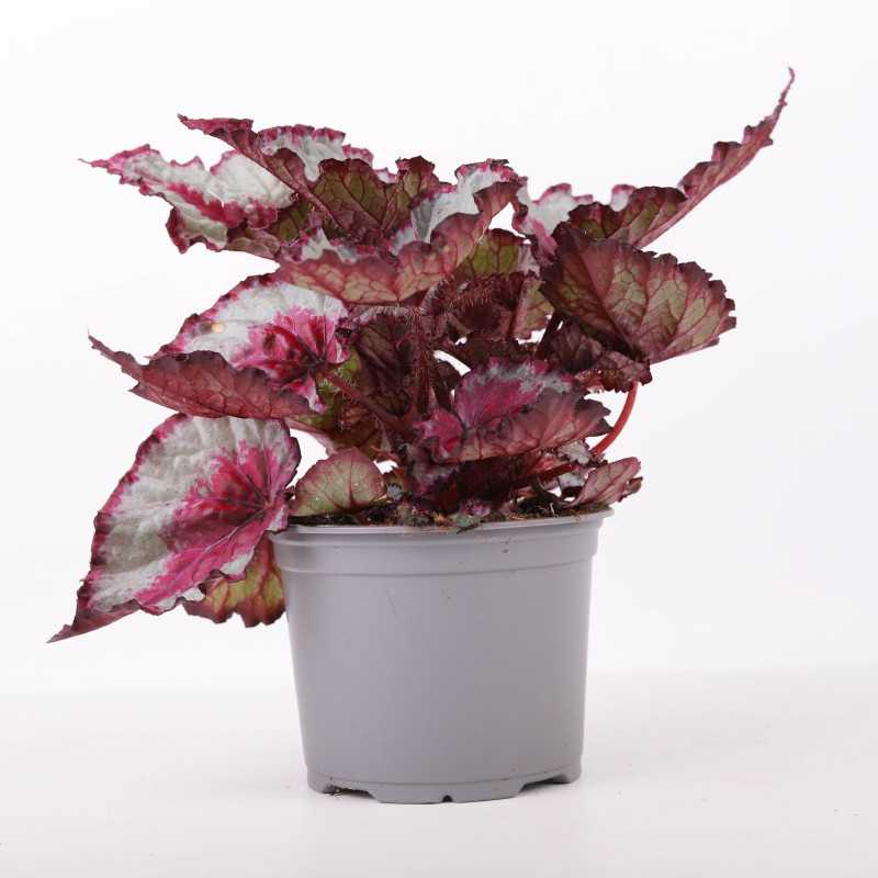 Begonia rex (Begonia Królewska)