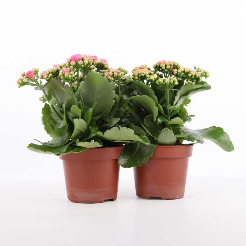Kalanchoe blossfeldiana (Żyworódka) MIX kolorystyczny - śr. donicy: 12 cm