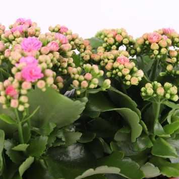 Kalanchoe blossfeldiana (Żyworódka) MIX kolorystyczny - śr. donicy: 12 cm