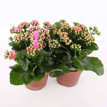 Kalanchoe blossfeldiana (Żyworódka) MIX kolorystyczny - śr. donicy: 12 cm