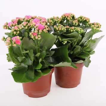 Kalanchoe blossfeldiana (Żyworódka) MIX kolorystyczny - śr. donicy: 12 cm