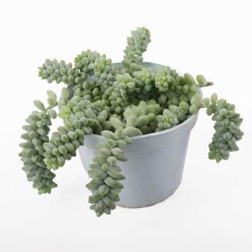 Rozchodnik Morgana (Sedum morganianum) - śr. donicy: 13 cm