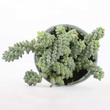 Rozchodnik Morgana (Sedum morganianum) - śr. donicy: 13 cm