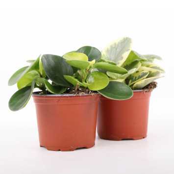 Peperomia MIX kolorystyczny