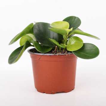 Peperomia MIX kolorystyczny