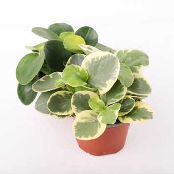 Peperomia MIX kolorystyczny