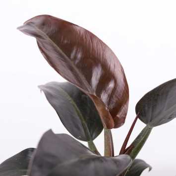  Philodendron Imperial Red (Filodendron Czerwieniejący)