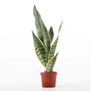  Sansevieria trifasciata Laurentii (Sansewieria Gwinejska) 50 cm