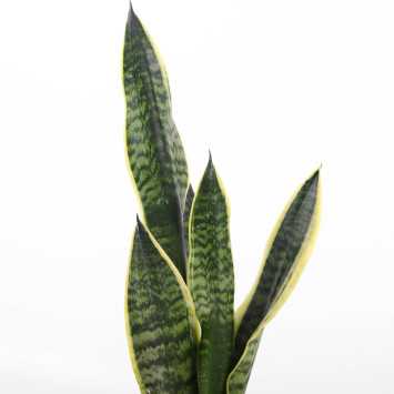  Sansevieria trifasciata Laurentii (Sansewieria Gwinejska) 50 cm