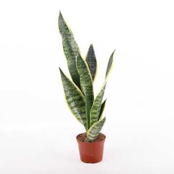  Sansevieria trifasciata Laurentii (Sansewieria Gwinejska) 50 cm