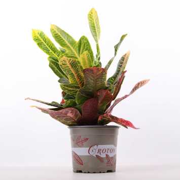 Kroton (Codiaeum variegatum) - śr. donicy:12 cm