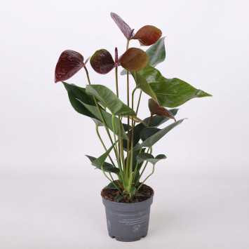 Anturium (Anthurium)