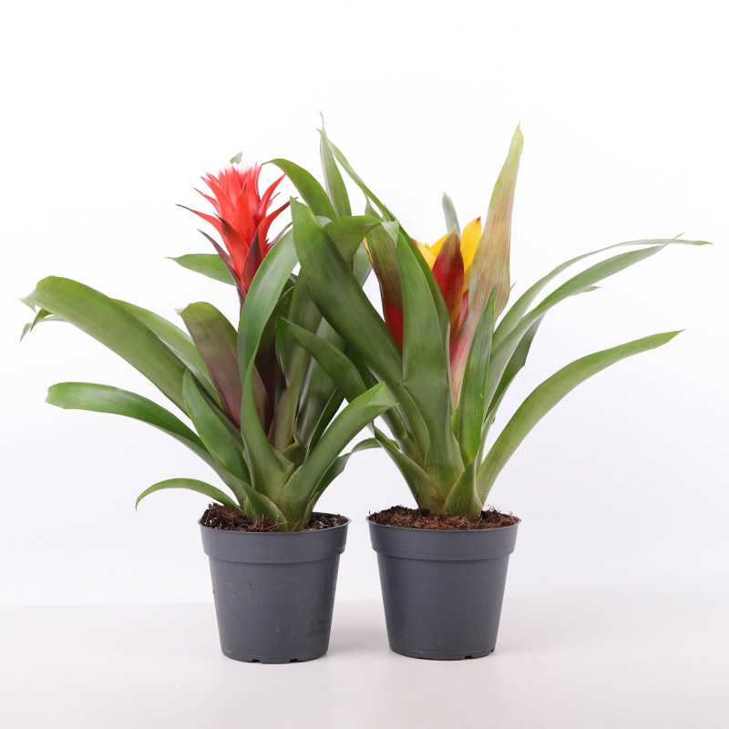 Guzmania MIX kolorystyczny (Bromelia)