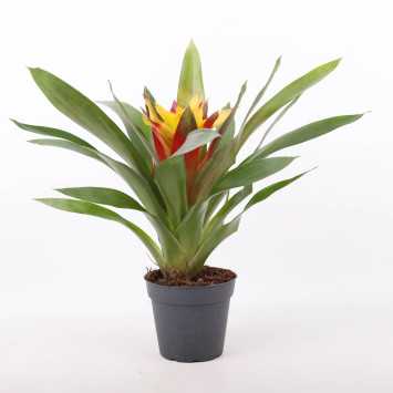 Guzmania MIX kolorystyczny (Bromelia)