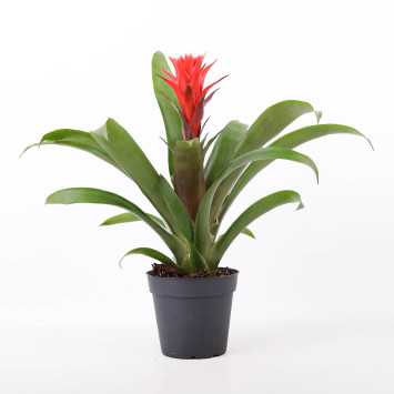 Guzmania MIX kolorystyczny (Bromelia)