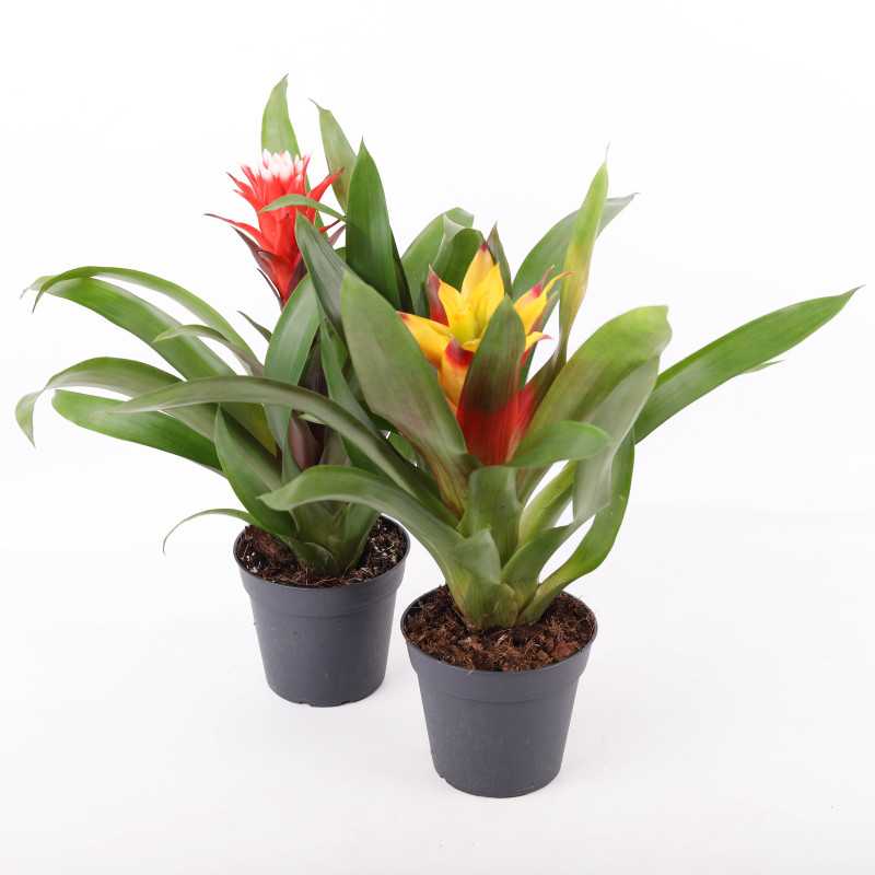 Guzmania MIX kolorystyczny (Bromelia)