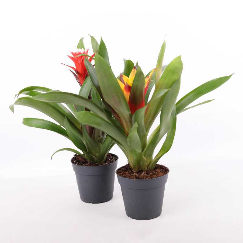 Guzmania MIX kolorystyczny (Bromelia)