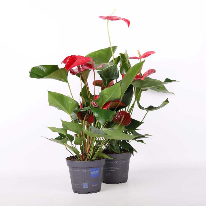 Anthurium (Anturium) MIX - 17 cm