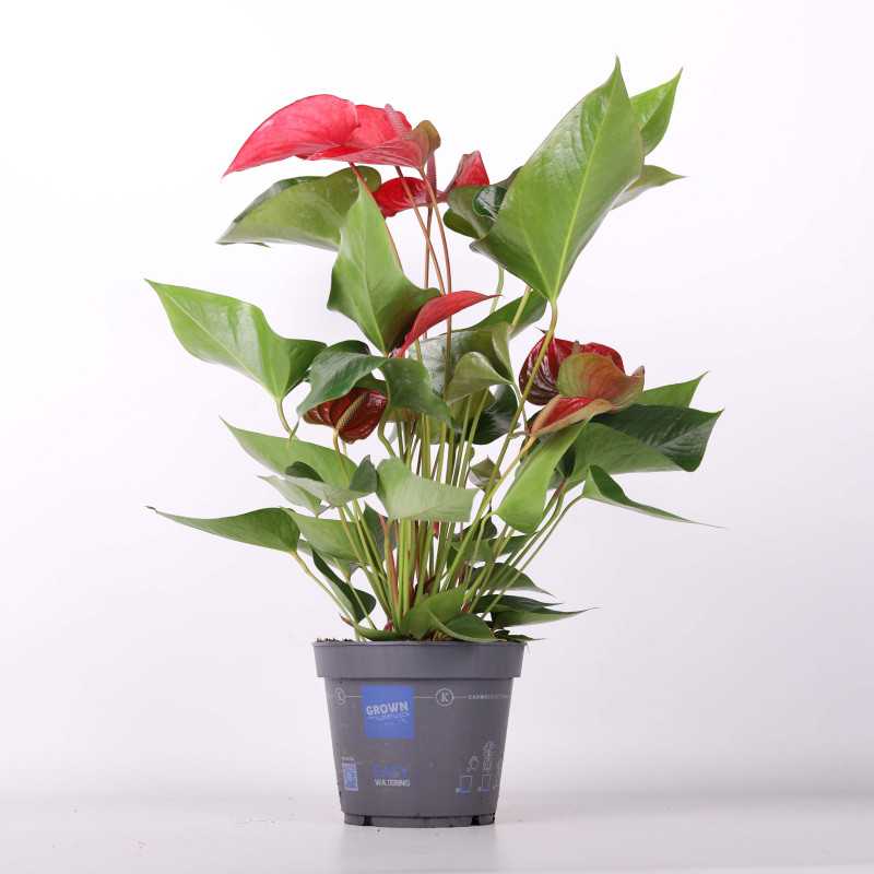 Anthurium (Anturium) MIX - 17 cm