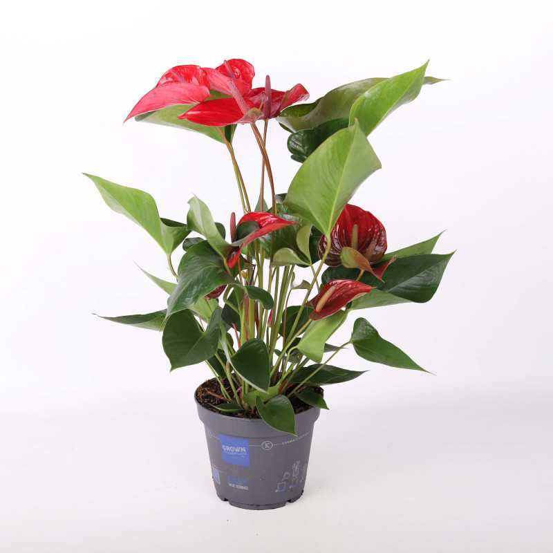 Anthurium (Anturium) MIX - 17 cm