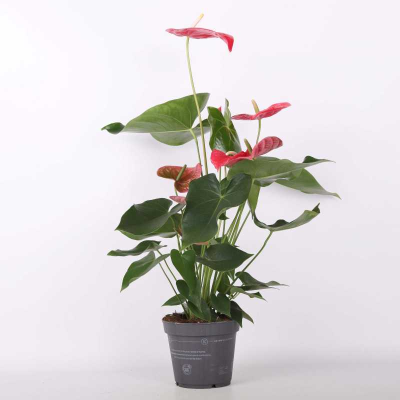 Anthurium (Anturium) MIX - 17 cm