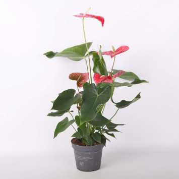 Anthurium (Anturium) MIX - 17 cm