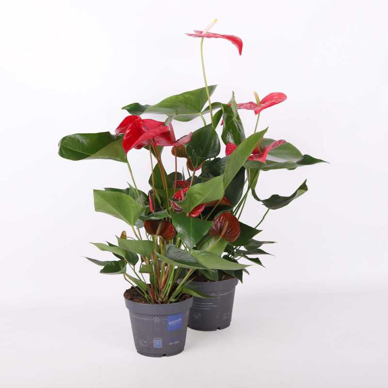 Anthurium (Anturium) MIX - 17 cm