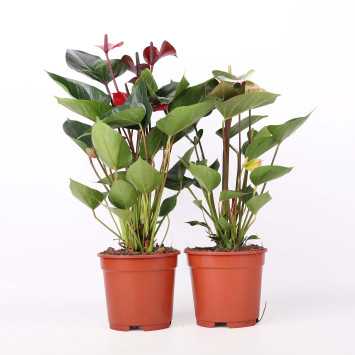 Anturium Scherzera (Anthurium scherzerianum Schott)