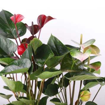 Anturium Scherzera (Anthurium scherzerianum Schott)