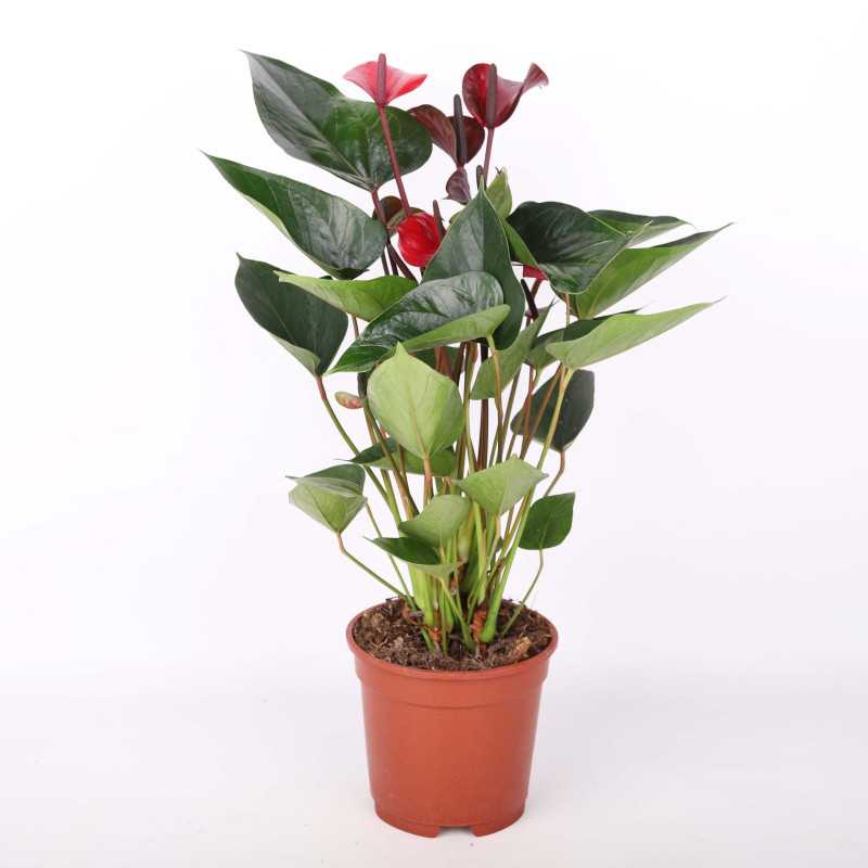 Anturium Scherzera (Anthurium scherzerianum Schott)